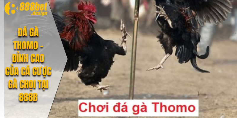 Đá Gà Thomo