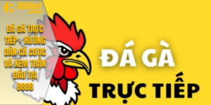 Đá Gà Trực Tiếp