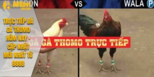 Trực Tiếp Đá Gà Thomo